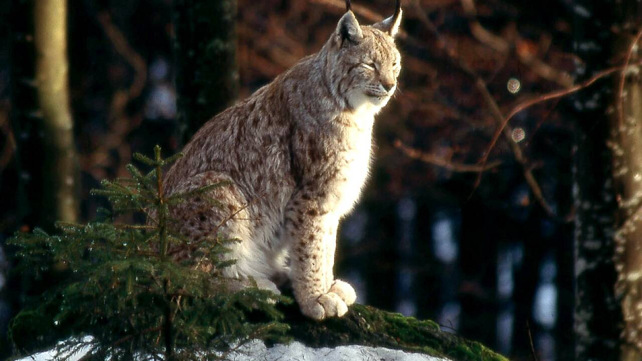 Lynx : 1000 euros de récompense pour retrouver un braconnier