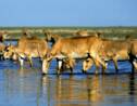 Kazakhstan : après avoir frôlé l'extinction, l'antilope saïga a vu sa population plus que doubler en deux ans