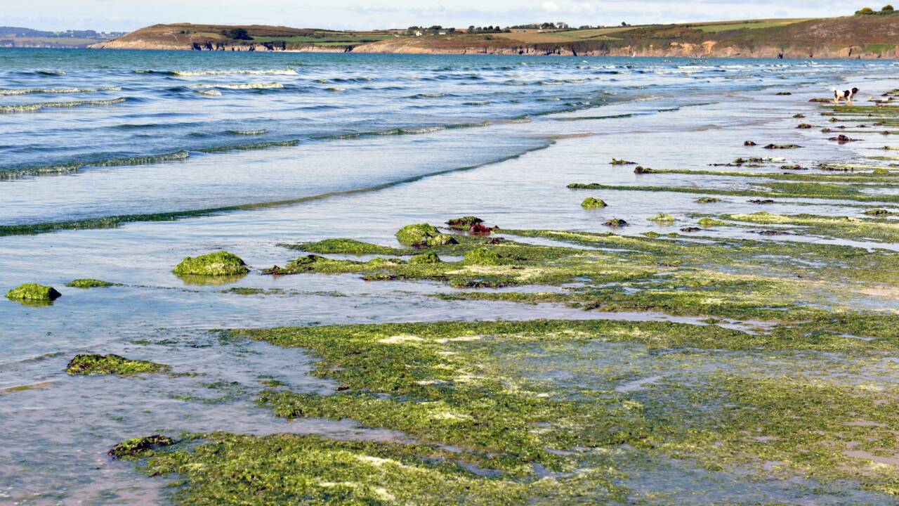 Algues vertes: baisse des échouages en Bretagne en 2020