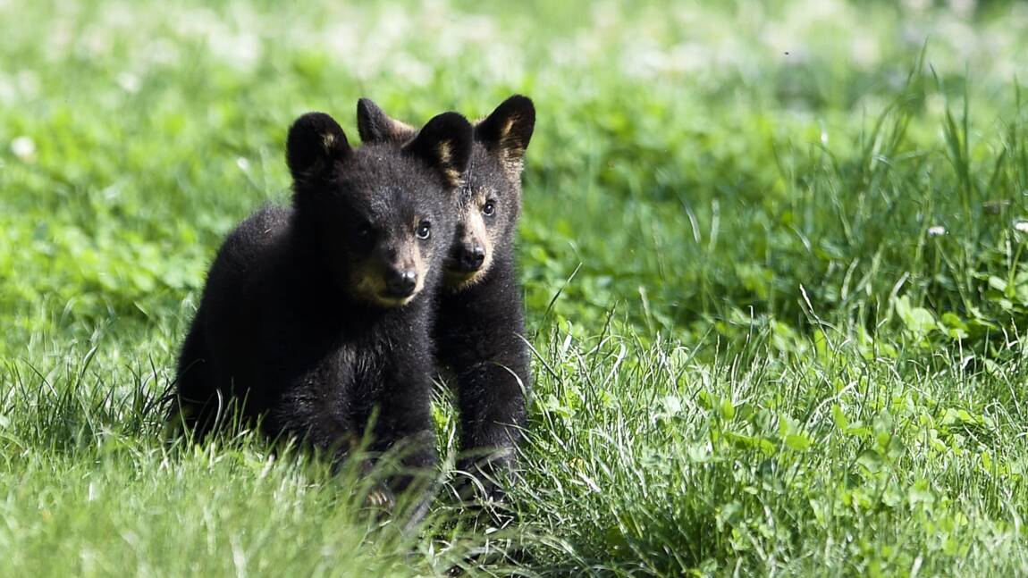 Trois oursons nés dans le Béarn, une première depuis 50 ans