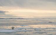 Cet été, observez en direct les déplacements de 55 000 bélugas de la baie d'Hudson 2 La banquise fond deux fois plus vite que prévu, selon une étude britannique