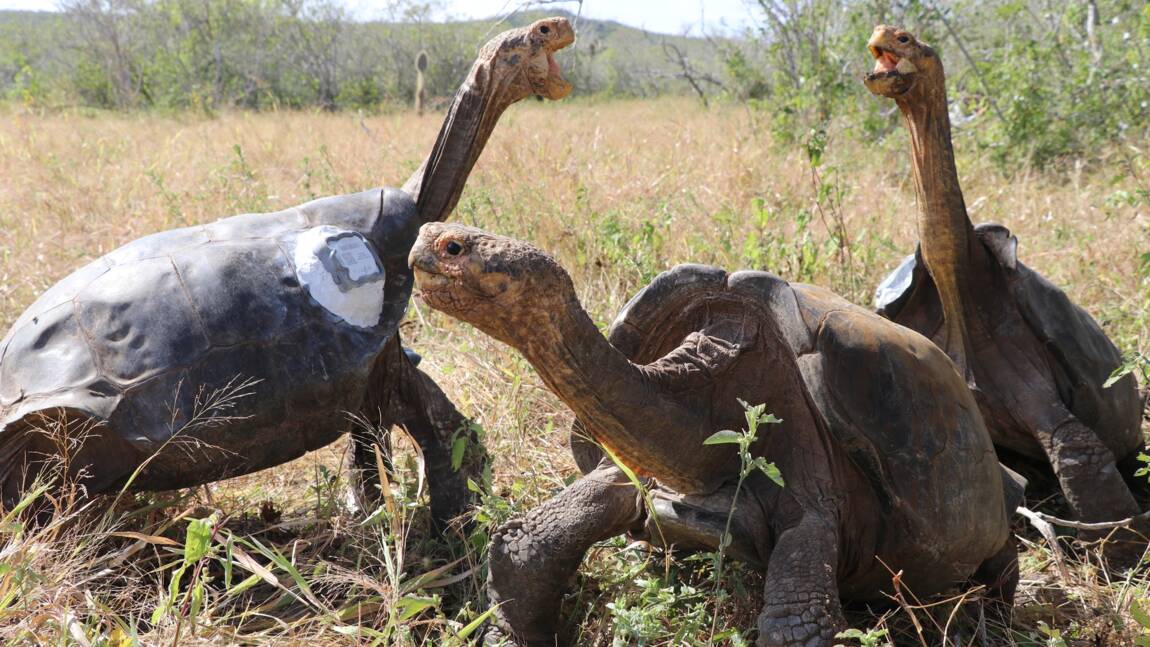 Les tortues Galapagos en contact avec les hommes résistantes aux antibiotiques