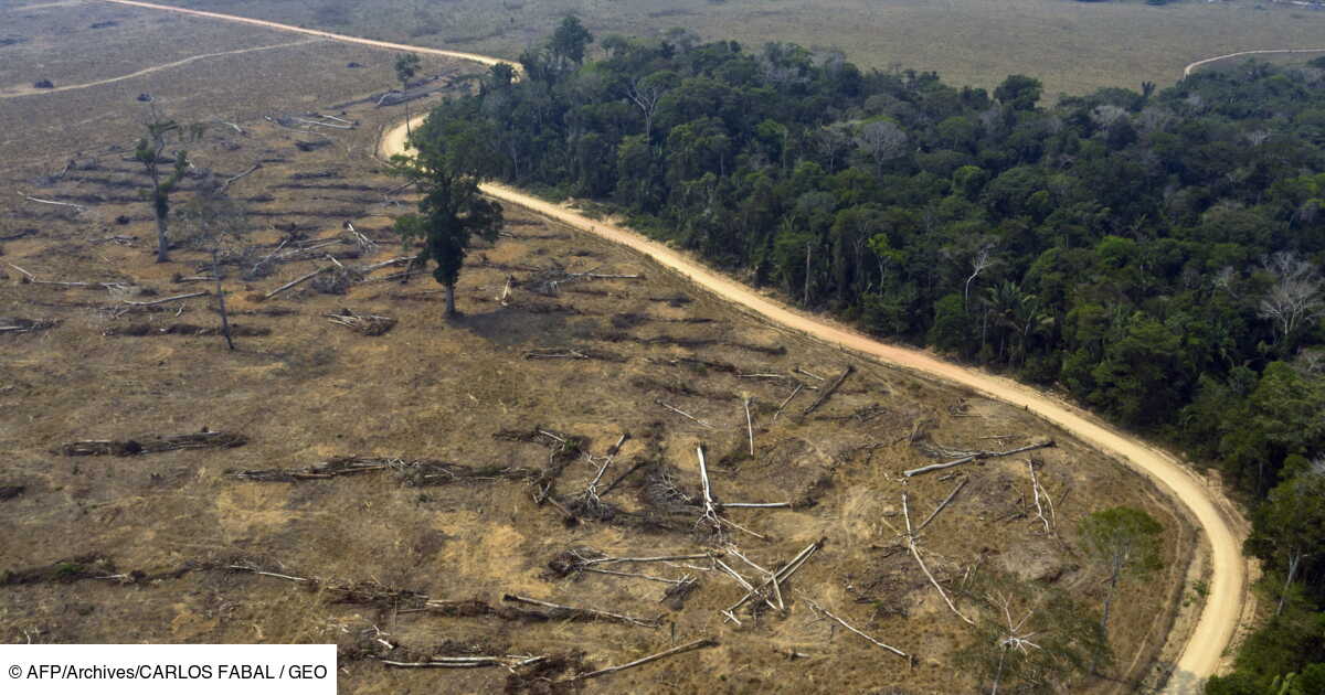 Bresil 94 De La Deforestation En Amazonie Est Illegale Selon Un Rapport Geo Fr