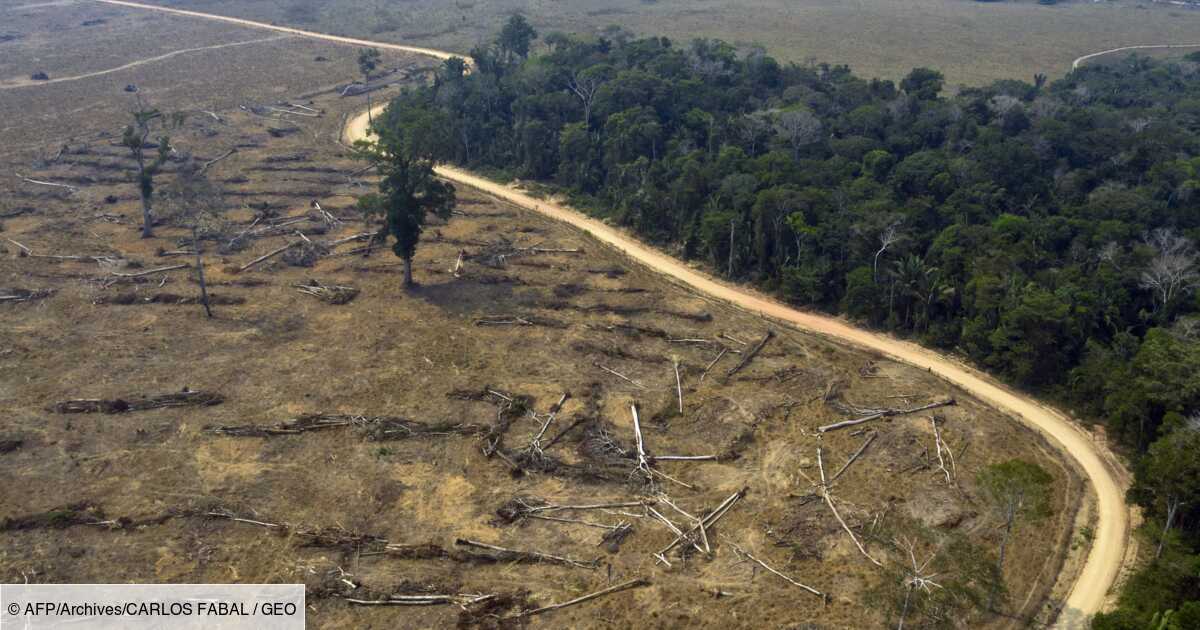 Bresil 94 De La Deforestation En Amazonie Est Illegale Selon Un Rapport Geo Fr