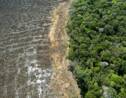 Déforestation: l'Union européenne veut verdir ses importations, les ONG regrettent des lacunes
