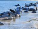 Des dizaines de "dauphins-pilotes" échoués en Nouvelle-Zélande