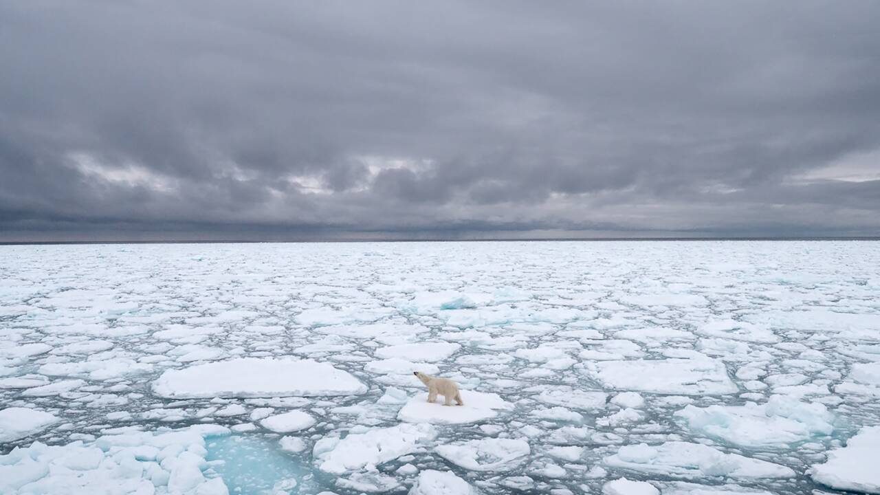 En manque de phoques, les ours blancs se tournent sans succès vers les oeufs de canard