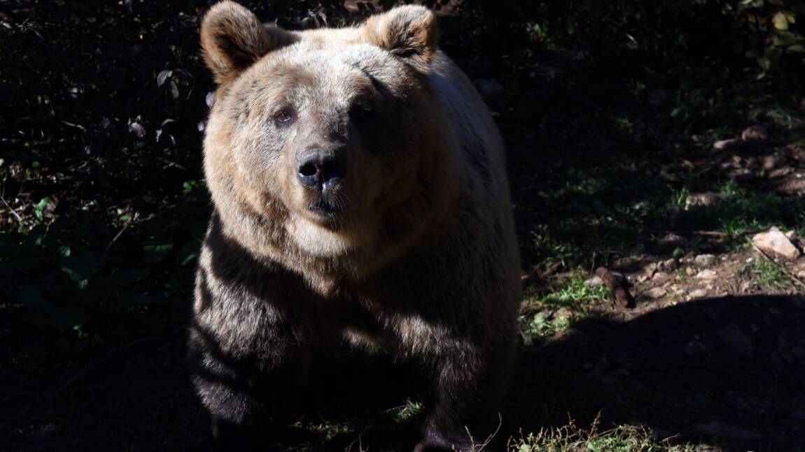 L'Europe demande des réintroductions d'ours dans les Pyrénées françaises