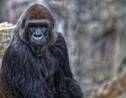 Covid-19 : des gorilles testés positifs au zoo de San Diego 
