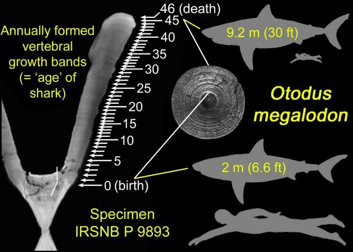 Le Megalodon Donnait Naissance A Des Bebes Plus Grands Que Des Humains Geo Fr