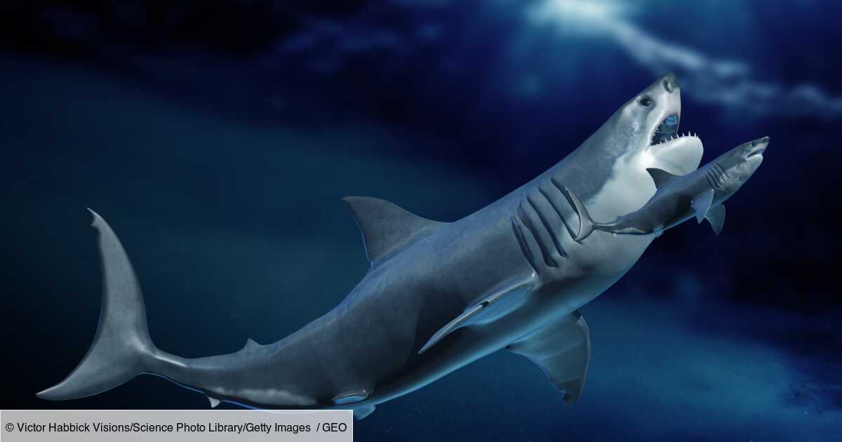 Le Megalodon Donnait Naissance A Des Bebes Plus Grands Que Des Humains Geo Fr