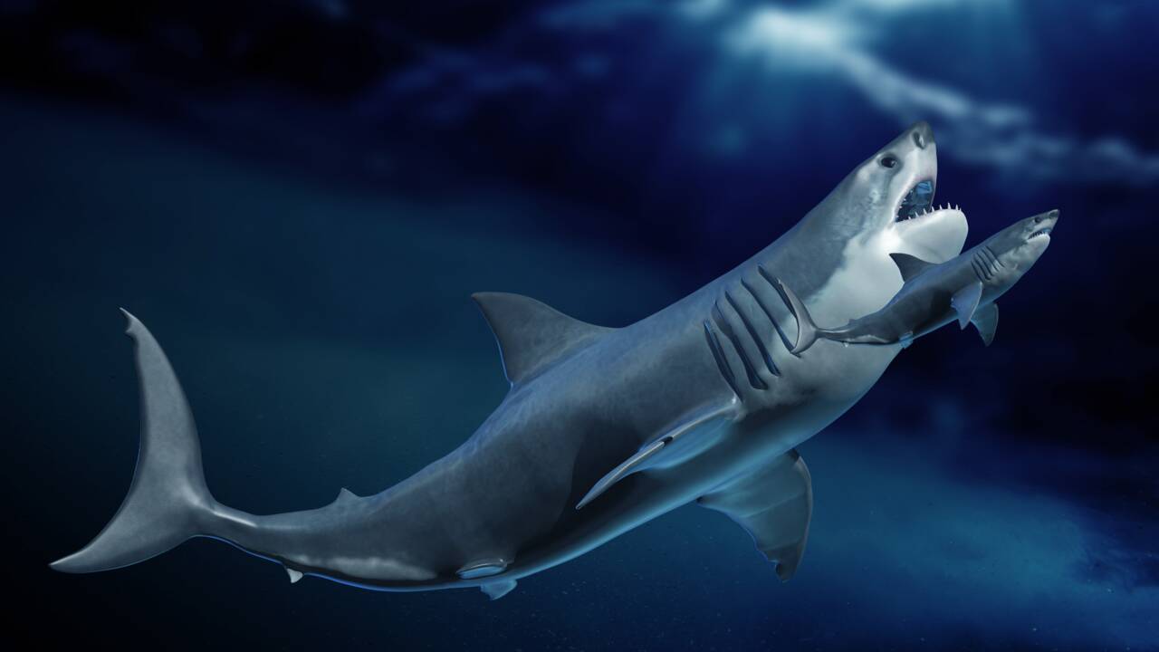 Megalodon Un Requin Geant Dont Les Bebes Etaient Plus Grands Que Des Humains Geo Fr