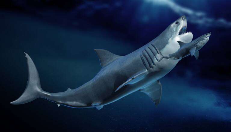 Megalodon Un Requin Geant Dont Les Bebes Etaient Plus Grands Que Des Humains Geo Fr