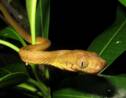 Champion de pole dance, ce serpent invasif de l'île de Guam grimpe aux arbres tel un lasso vivant