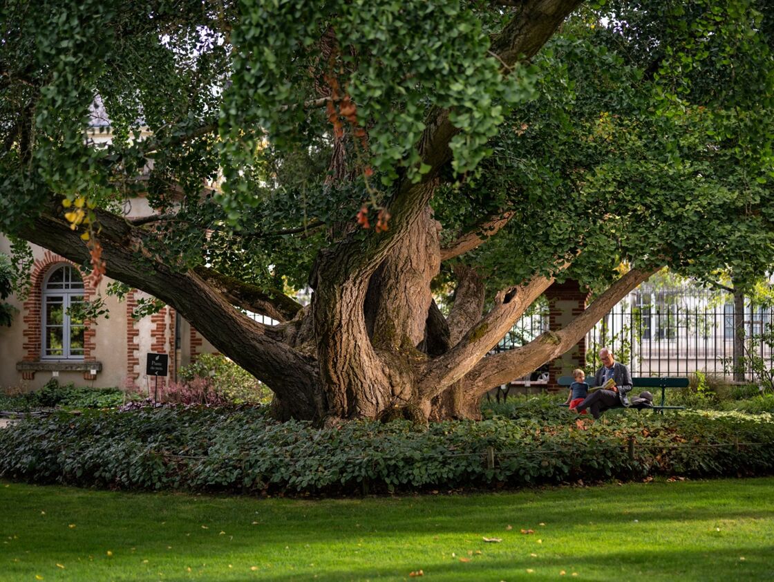 Arbre De L Annee 2020 Et Les Plus Beaux Arbres Du Patrimoine Francais Sont Geo Fr