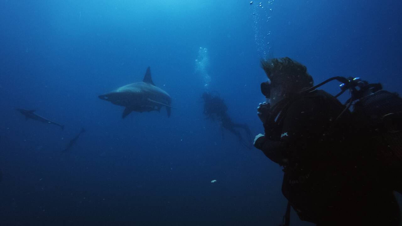 Filets anti-requins: des "mailles de la mort" pour protéger les Sud-Africains