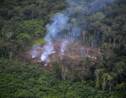 Déforestation : 43 millions d'hectares perdus sur les principaux "fronts", selon le WWF