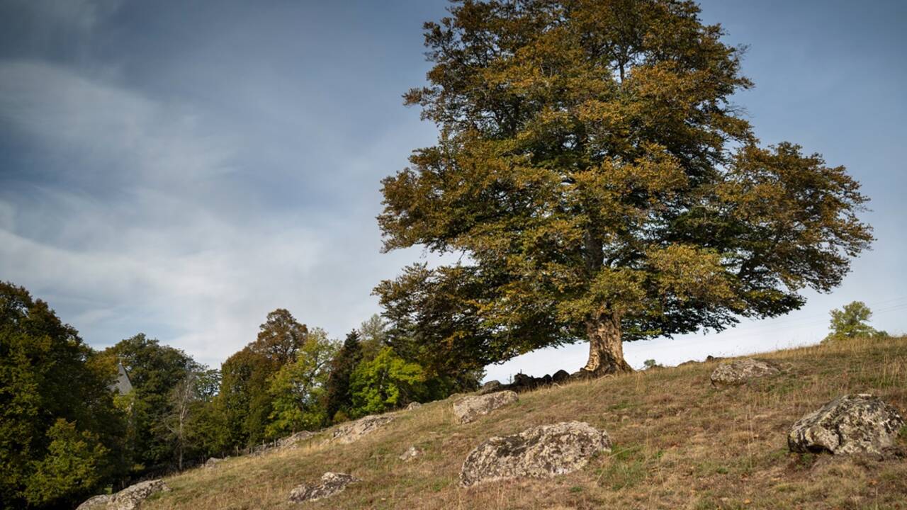 Arbre de l'année 2020 : et les plus beaux arbres du patrimoine français sont...