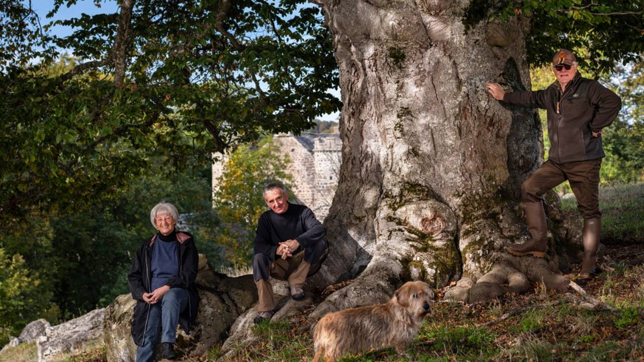 Arbre de l'année 2020 : et les plus beaux arbres du patrimoine français sont...