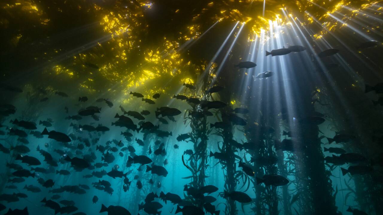 Les plus belles photos sous-marines primées en 2020 par le concours Ocean Art 