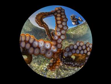 Ocean Art : les plus belles photos sous-marines récompensées en 2020