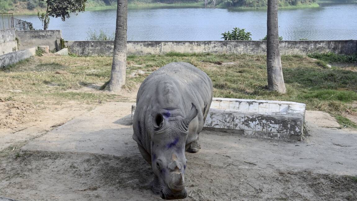Bangladesh: Kanchi, jeune rhinocéros, recherche mâle désespérément