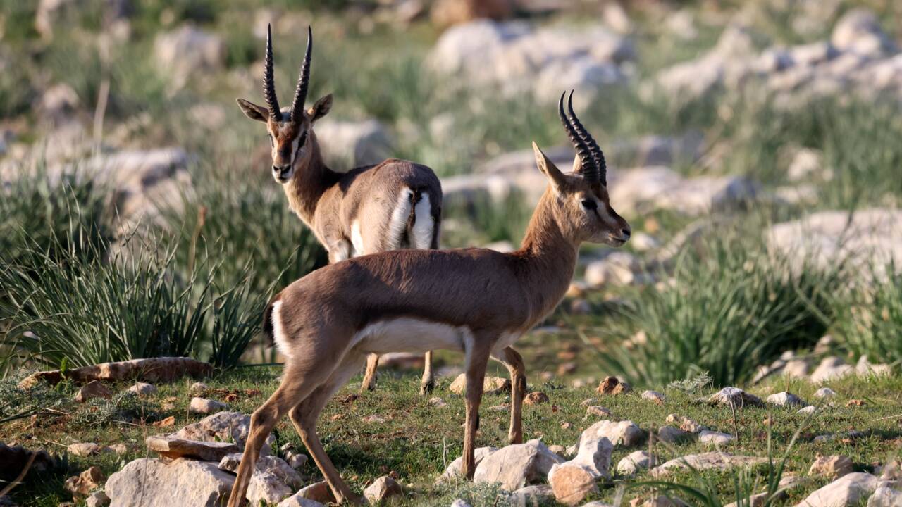 En Israël, des chercheurs veulent sauver les gazelles des montagnes menacées d'extinction