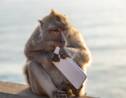 A Bali, les macaques voleurs ont appris à reconnaitre les objets de valeur