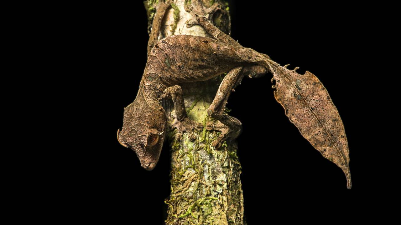 Lézard ou feuille ? Ce "gecko satanique" est passé maître dans l'art du camouflage 