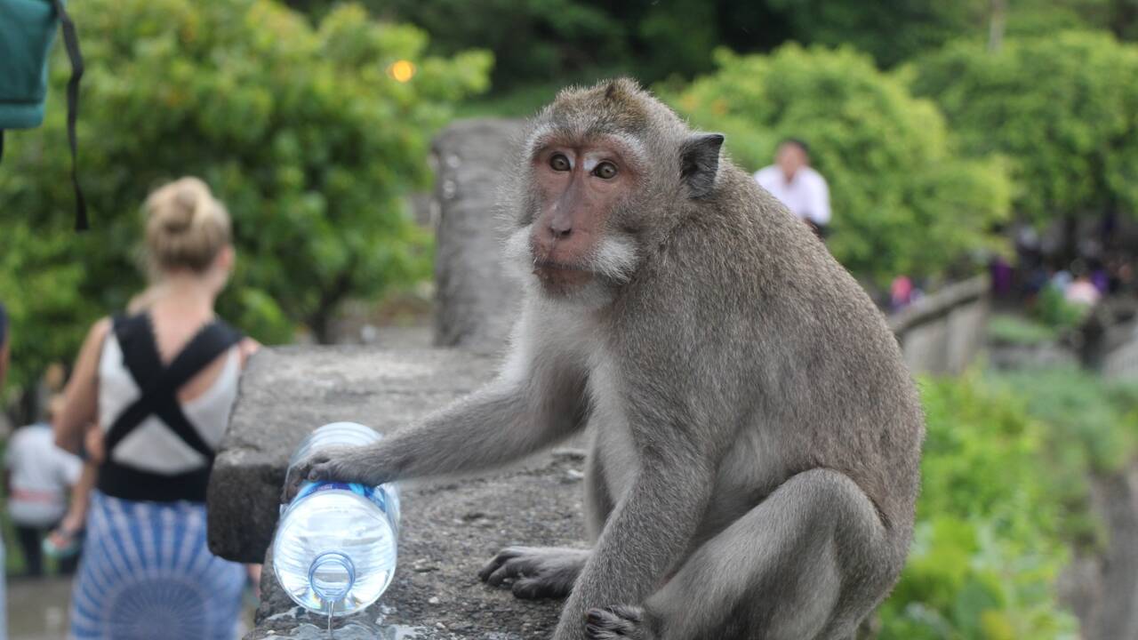 A Bali, les macaques voleurs ont appris à reconnaitre les objets de valeur
