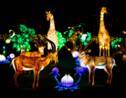 Un festival féérique de "lumières sauvages" à découvrir au zoo de Thoiry 