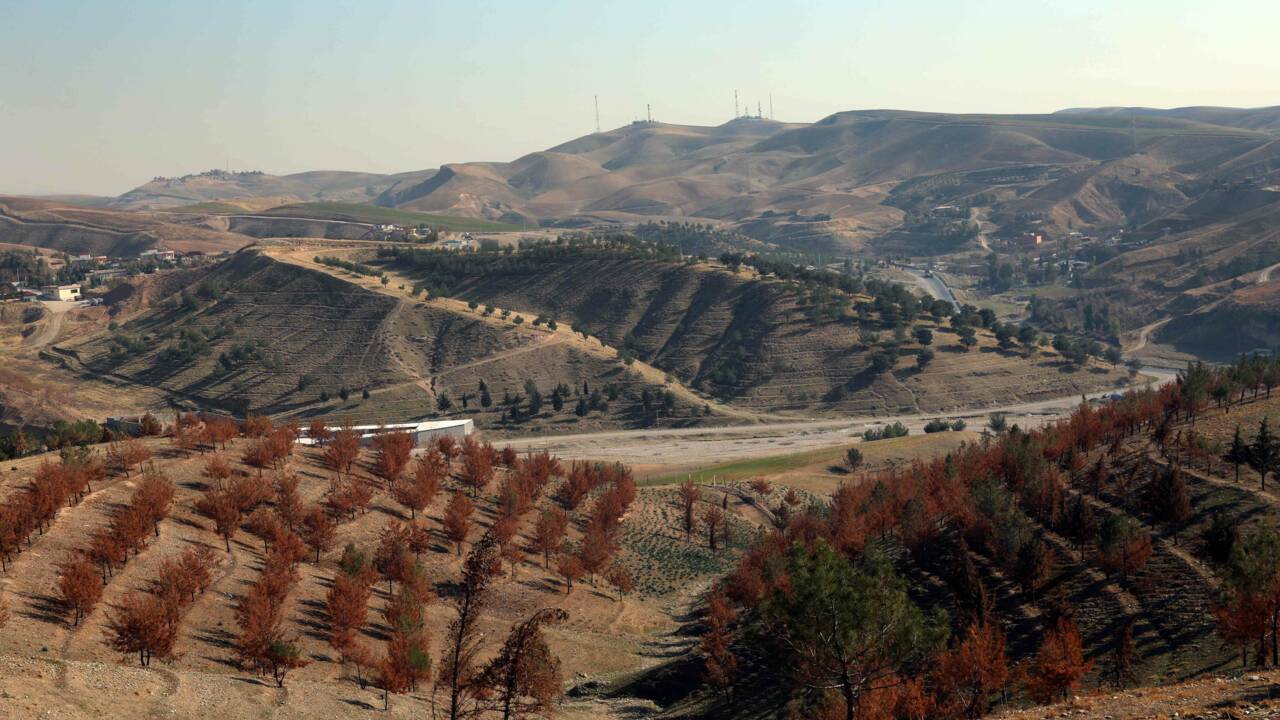 Au Kurdistan d'Irak, une forêt de chênes contre le changement climatique