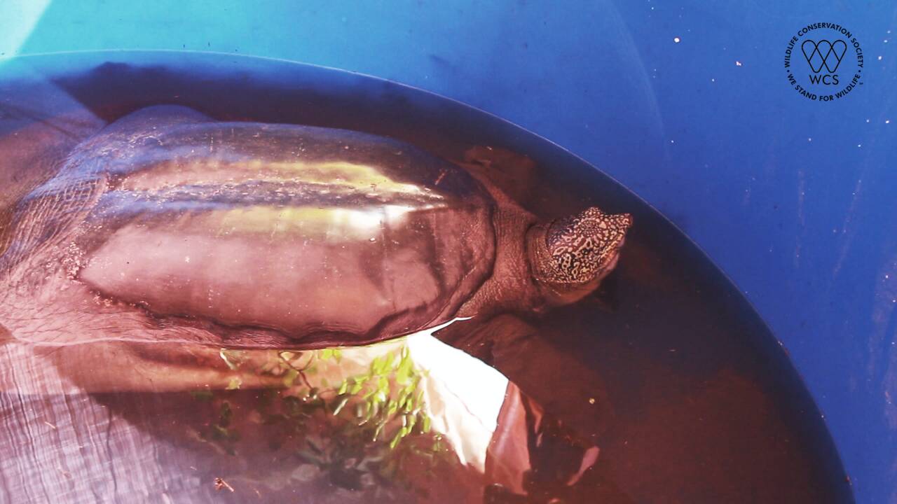 Au Vietnam, une femelle redonne espoir pour la tortue la plus menacée au monde