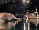Une énorme baleine morte découverte près de Naples