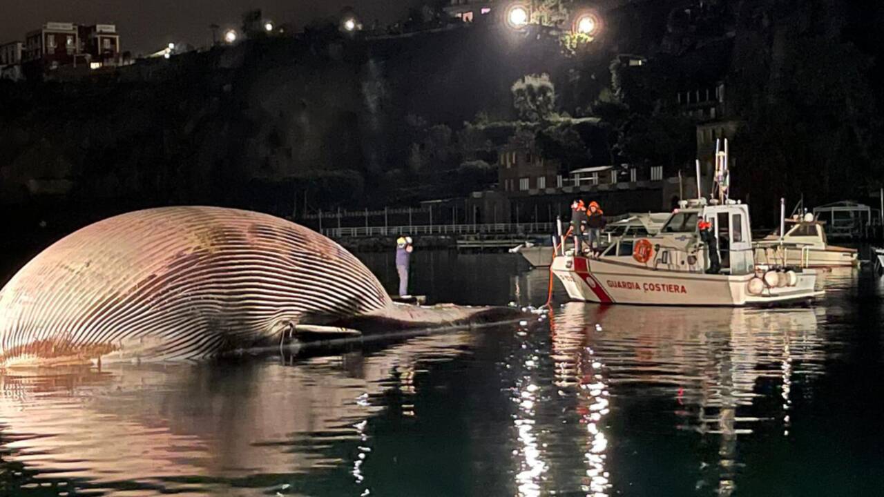 Une énorme baleine morte découverte près de Naples