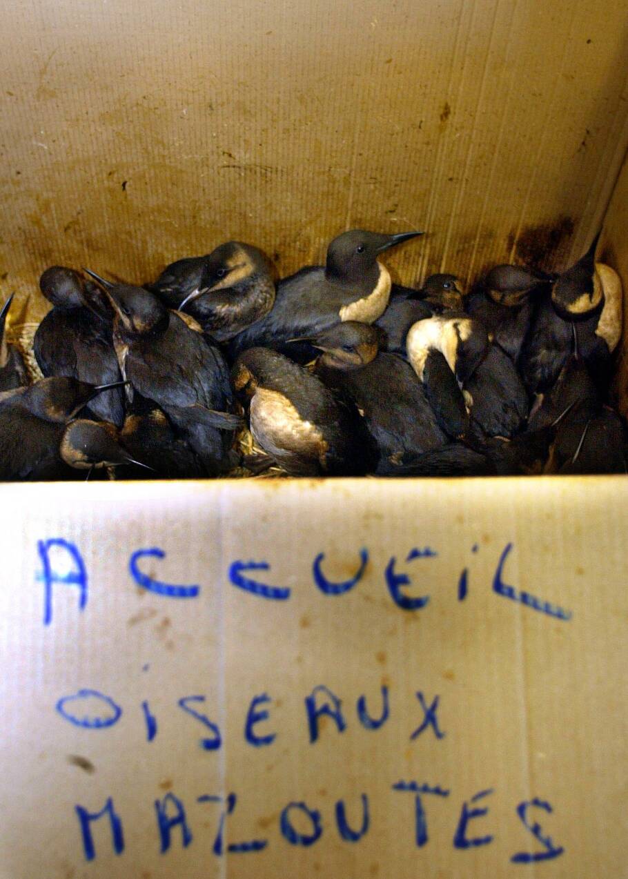 Épave du Tanio: nouveaux échouages d'oiseaux mazoutés sur les côtes bretonnes