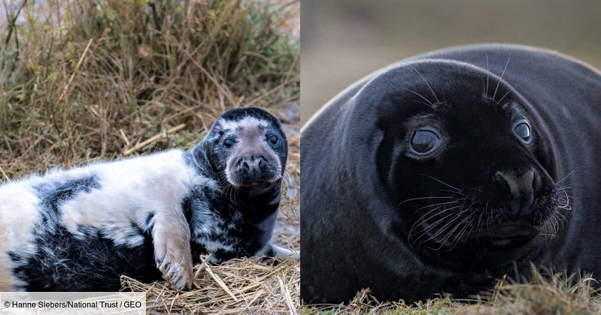 De Rares Bebes Phoques Noirs Reperes Dans Une Reserve Naturelle En Angleterre Geo Fr