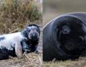 De rares bébés phoques noirs repérés dans une réserve naturelle en Angleterre