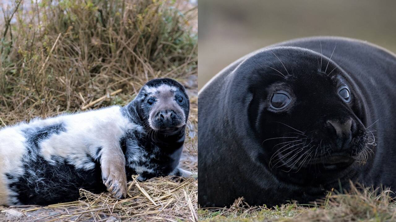 De rares bébés phoques noirs repérés dans une réserve naturelle en Angleterre