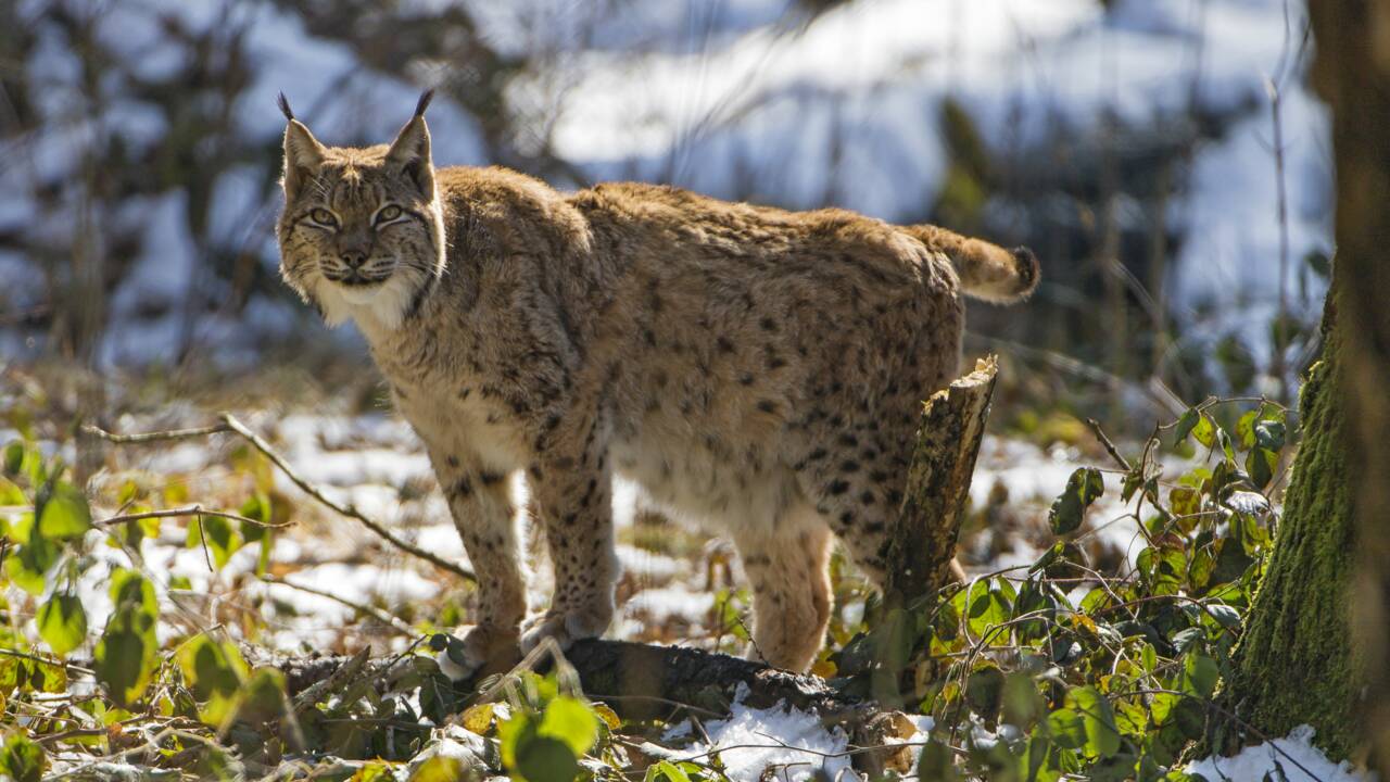 Le lynx bientôt réintroduit en Ecosse des centaines d'années après sa disparition ?