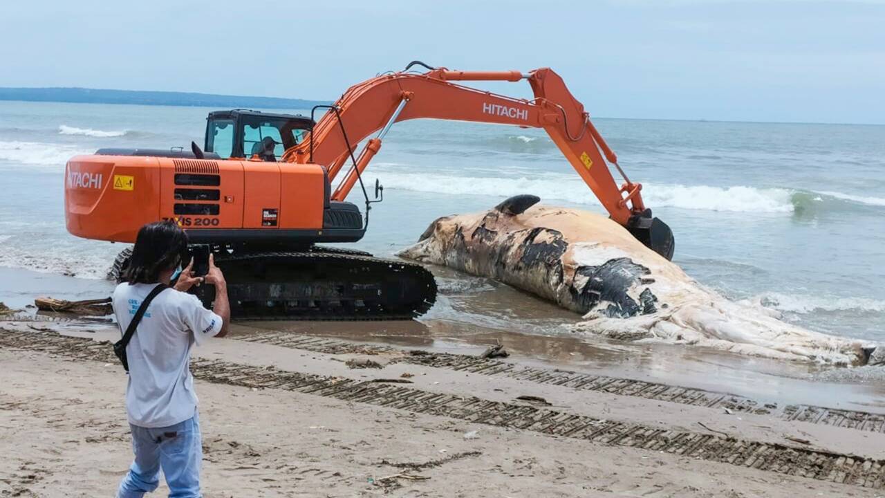Une baleine de 14 mètres échouée sur une plage de Bali