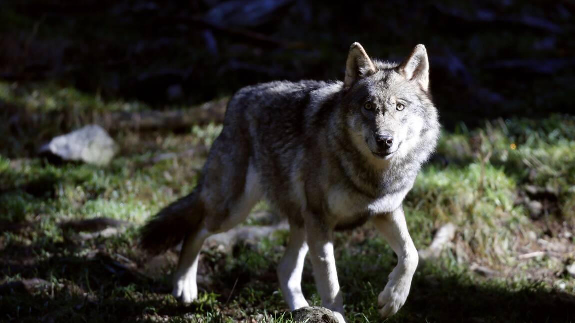 Un loup retrouvé en Loire-Atlantique, une première depuis un siècle