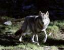 Un loup retrouvé en Loire-Atlantique, une première depuis un siècle
