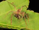 Chez cette araignée, le mâle ligote sa partenaire pour éviter d'être dévoré