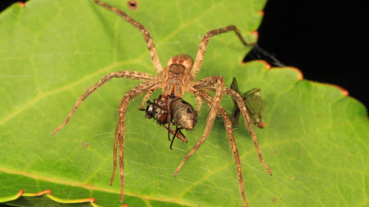 Chez cette araignée, le mâle ligote sa partenaire pour éviter d'être dévoré