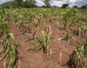 Adaptation au changement climatique: aider les petits agriculteurs d'abord pour éviter les famines
