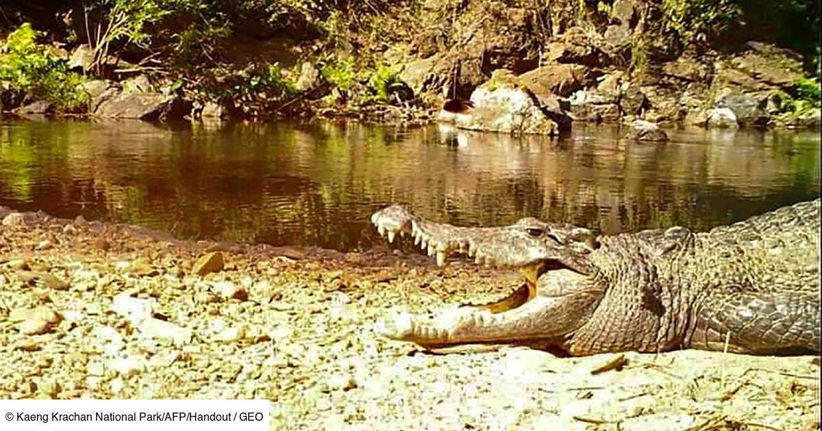 Un Crocodile Du Siam En Voie D Extinction Apercu Dans Un Parc De Thailande Geo Fr