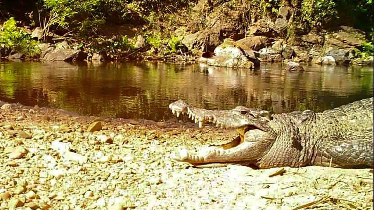 Un crocodile du Siam, en voie d'extinction, aperçu dans un parc de Thaïlande
