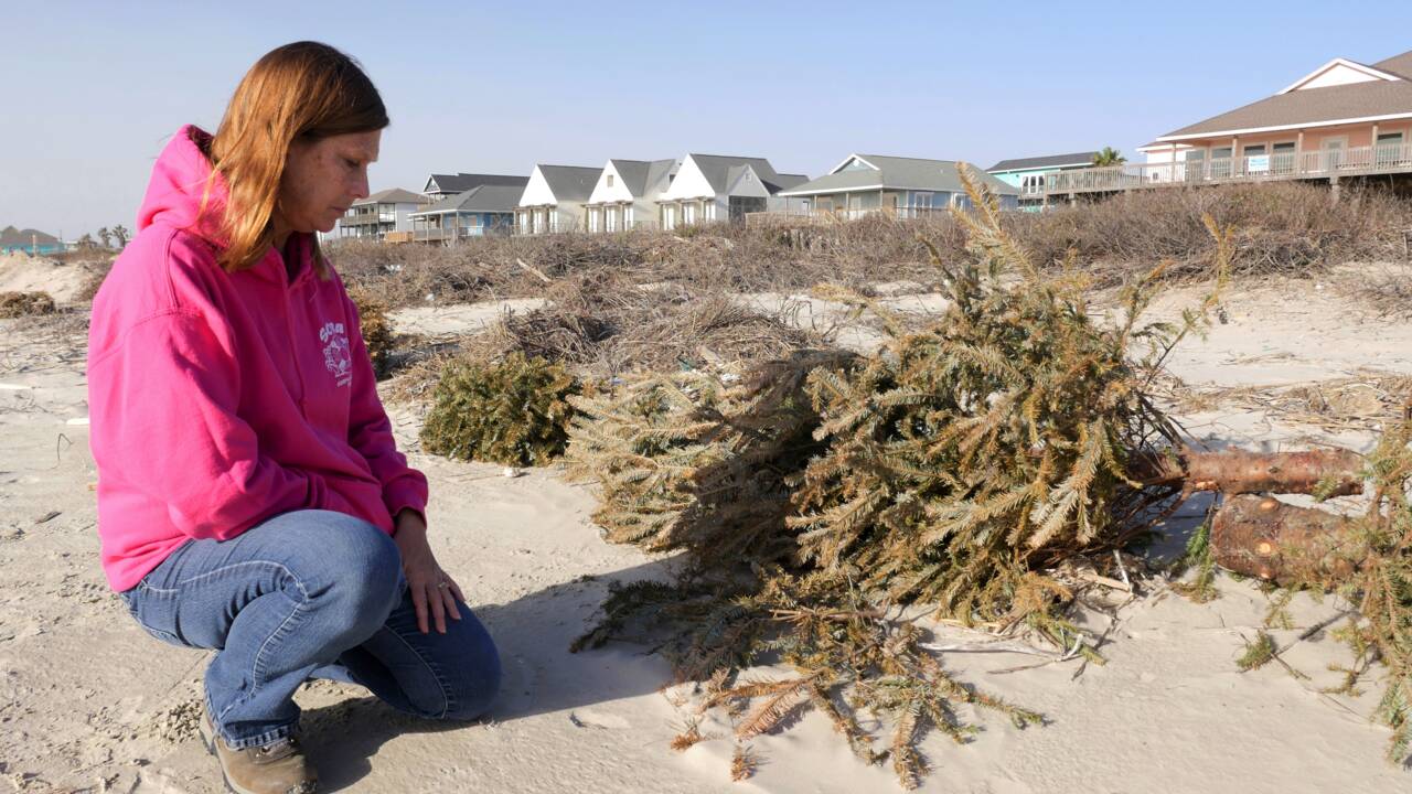 Au Texas, des sapins de Noël au secours des dunes rasées par les ouragans