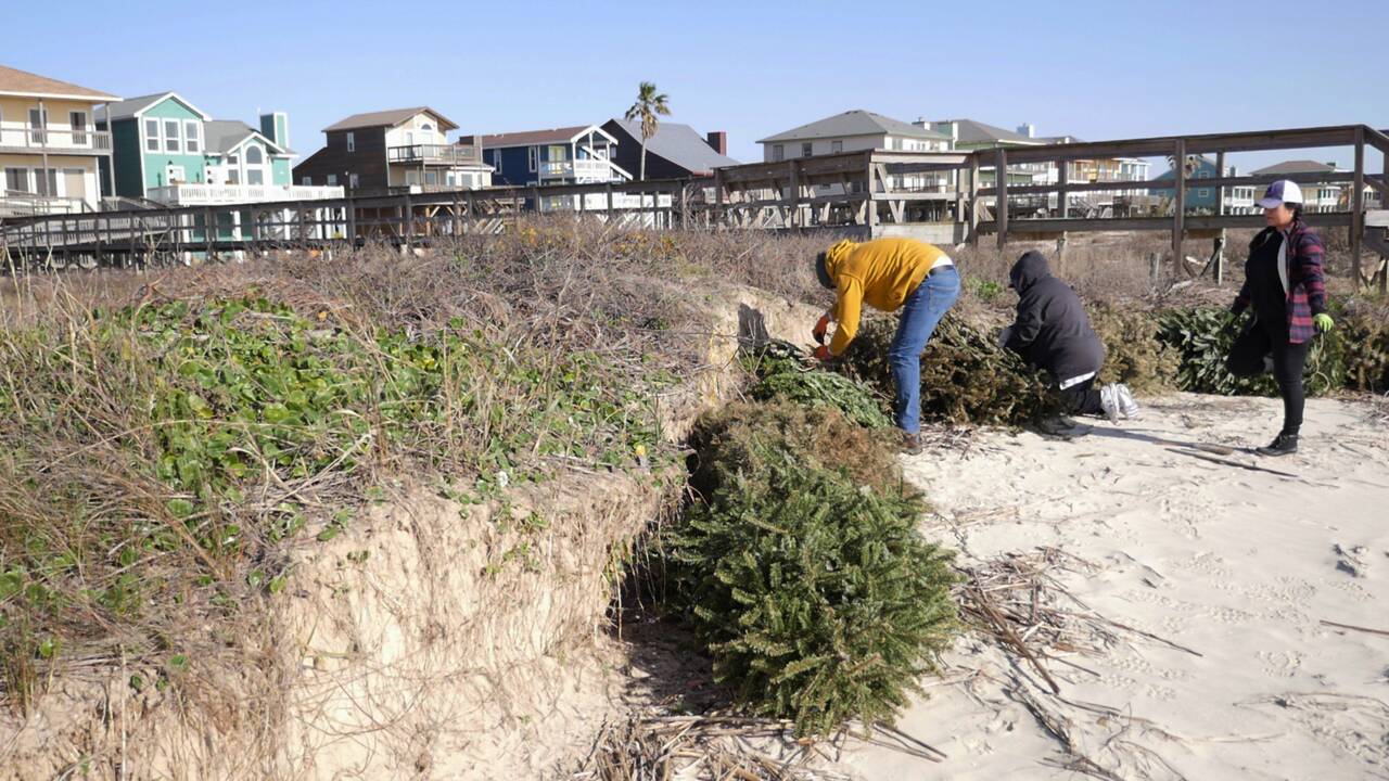 Au Texas, des sapins de Noël au secours des dunes rasées par les ouragans